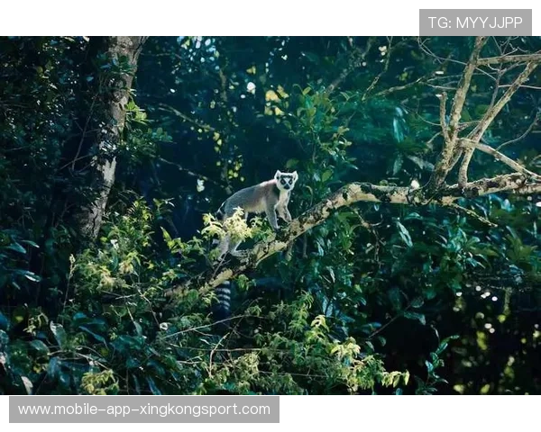 马达加斯加长跑运动员突破自我,马达加斯加名场面 马达加斯加长跑运动员突破自我,马达加斯加名场面